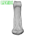 NH MER33 712 Pan troglodytes troglodytes hand phalanx fourth middle right ply