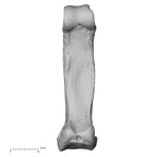 NH MER33 712 Pan troglodytes troglodytes hand phalanx fourth proximal right palmar