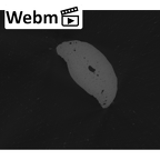 NH MER33 712 Pan troglodytes troglodytes hand phalanx second middle right ct stack movie