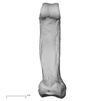NH MER33 712 Pan troglodytes troglodytes hand phalanx second proximal right palmar
