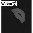 NH MER33 712 Pan troglodytes troglodytes hand phalanx third middle right ct stack movie