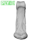 NH MER33 712 Pan troglodytes troglodytes hand phalanx third middle right ply