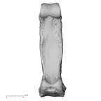 NH MER33 712 Pan troglodytes troglodytes hand phalanx third proximal right palmar