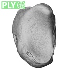 NH MER33 712 Pan troglodytes troglodytes lunate right ply