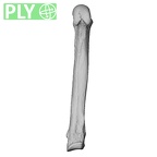 NH MER33 712 Pan troglodytes troglodytes metacarpal fifth right ply