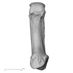 NH MER33 712 Pan troglodytes troglodytes metacarpal first right palmar
