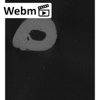 NH MER33 712 Pan troglodytes troglodytes metacarpal first right ct stack movie