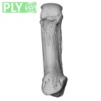 NH MER33 712 Pan troglodytes troglodytes metacarpal first right ply