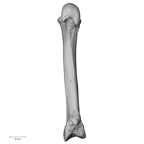 NH MER33 712 Pan troglodytes troglodytes metacarpal second right palmar