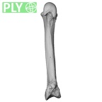 NH MER33 712 Pan troglodytes troglodytes metacarpal second right ply