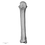 NH MER33 712 Pan troglodytes troglodytes metacarpal third right palmar