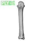 NH MER33 712 Pan troglodytes troglodytes metacarpal third right ply