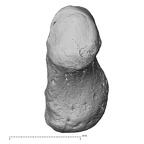 NH MER33 712 Pan troglodytes troglodytes pisiform right radial