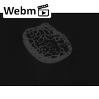 NH MER33 712 Pan troglodytes troglodytes pisiform right ct stack movie