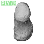 NH MER33 712 Pan troglodytes troglodytes pisiform right ply
