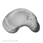 NH MER33 712 Pan troglodytes troglodytes scaphoid right distal