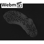 NH MER33 712 Pan troglodytes troglodytes scaphoid right ct stack movie