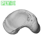 NH MER33 712 Pan troglodytes troglodytes scaphoid right ply