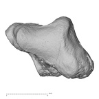 trapezium right
