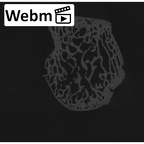 NH MER33 712 Pan troglodytes troglodytes trapezium right ct stack movie
