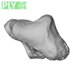 NH MER33 712 Pan troglodytes troglodytes trapezium right ply