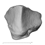 NH MER33 712 Pan troglodytes troglodytes trapezoid right distal