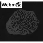 NH MER33 712 Pan troglodytes troglodytes trapezoid right ct stack movie