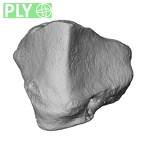NH MER33 712 Pan troglodytes troglodytes trapezoid right ply