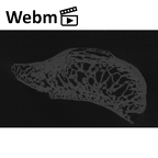 NH MER33 712 Pan troglodytes troglodytes triquetrum right ct stack movie