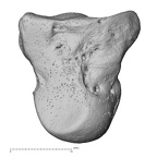 NH MER33 719 Pan troglodytes schweinfurthii capitate right ulnar