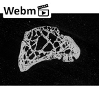 NH MER33 719 Pan troglodytes schweinfurthii capitate right ct stack movie