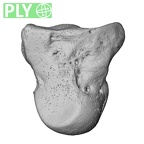 NH MER33 719 Pan troglodytes schweinfurthii capitate right ply