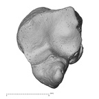 NH MER33 719 Pan troglodytes schweinfurthii hamate right distal