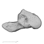 NH MER33 719 Pan troglodytes schweinfurthii hamate right radial