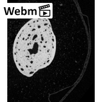 NH MER33 719 Pan troglodytes schweinfurthii hand phalanx fifth middle right ct stack movie