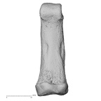 NH MER33 719 Pan troglodytes schweinfurthii hand phalanx fifth proximal right palmar