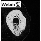 NH MER33 719 Pan troglodytes schweinfurthii hand phalanx fifth proximal right ct stack movie