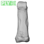 NH MER33 719 Pan troglodytes schweinfurthii hand phalanx fifth proximal right ply