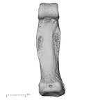 NH MER33 719 Pan troglodytes schweinfurthii hand phalanx fourth proximal right palmar