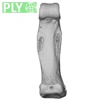 NH MER33 719 Pan troglodytes schweinfurthii hand phalanx fourth proximal right ply