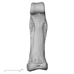 hand phalanx second proximal right