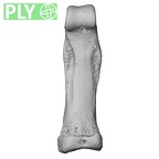 NH MER33 719 Pan troglodytes schweinfurthii hand phalanx second proximal right ply