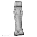NH MER33 719 Pan troglodytes schweinfurthii hand phalanx third proximal right palmar