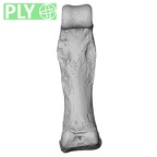 NH MER33 719 Pan troglodytes schweinfurthii hand phalanx third proximal right ply