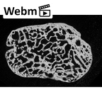 NH MER33 719 Pan troglodytes schweinfurthii lunate right ct stack movie