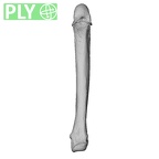 NH MER33 719 Pan troglodytes schweinfurthii metacarpal fifth right ply