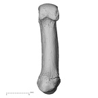 NH MER33 719 Pan troglodytes schweinfurthii metacarpal first right palmar