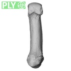NH MER33 719 Pan troglodytes schweinfurthii metacarpal first right ply