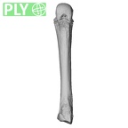 NH MER33 719 Pan troglodytes schweinfurthii metacarpal fourth right ply