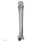 NH MER33 719 Pan troglodytes schweinfurthii metacarpal second right palmar
